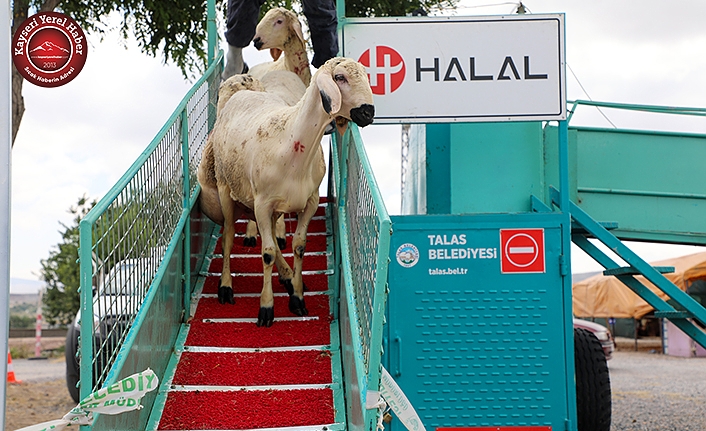 Talas Belediyesi, Koyunları Dezenfekte Ediyor