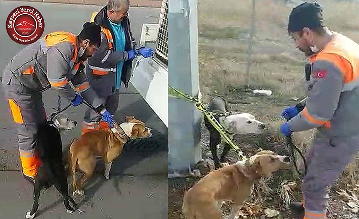 Yasaklı Cins 2 Köpek, Bakım Merkezine Götürüldü